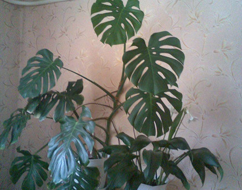 большие комнатные растения