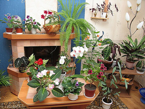 комнатные растения в интерьере